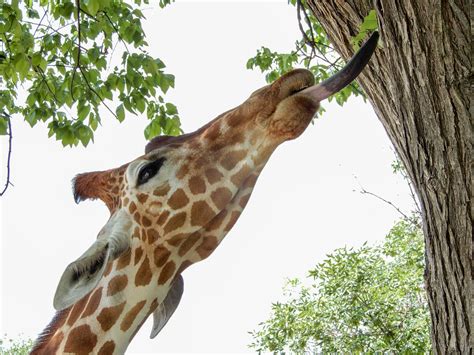 reticulated giraffe kansas